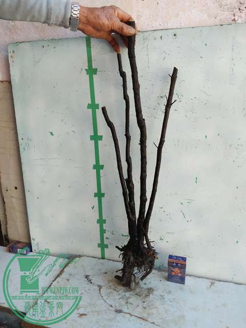 IMG20170104115141.jpg