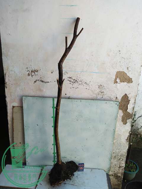 IMG20170104115638.jpg