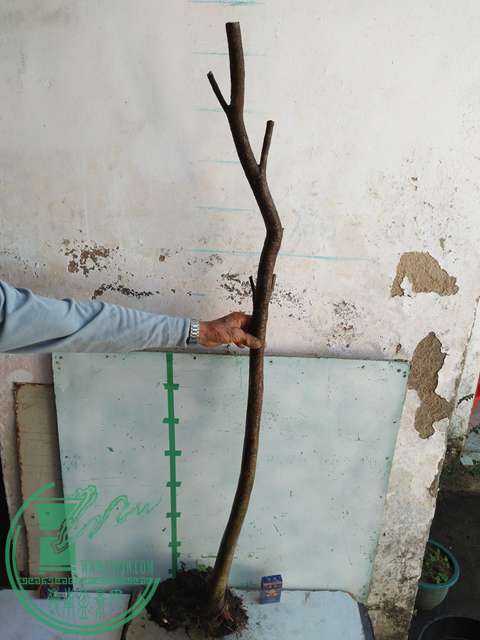 IMG20170104115708.jpg