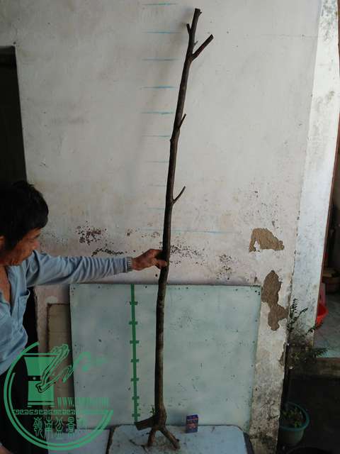 IMG20170104115741.jpg