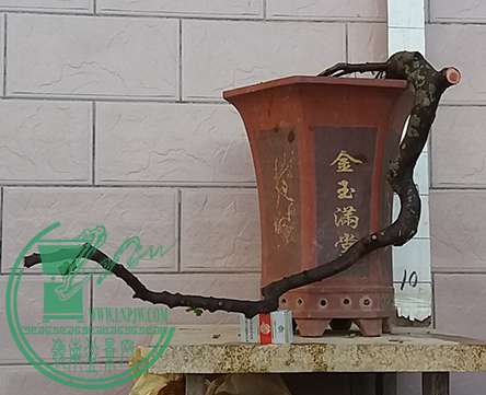 20170105_174545_mh1483612934053.jpg