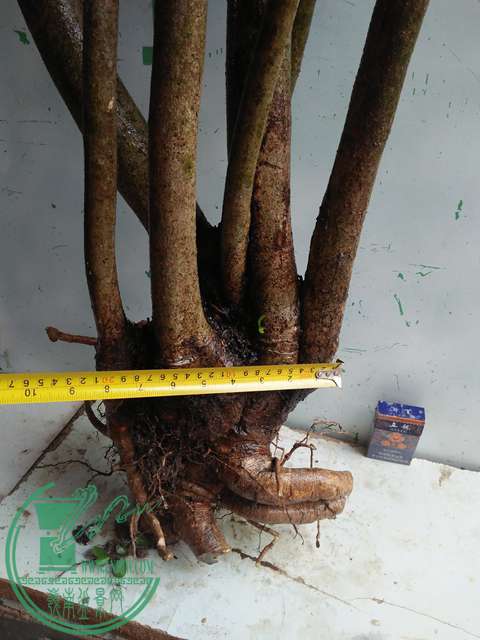 IMG20170105114700.jpg