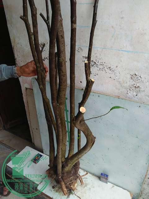 IMG20170105114802.jpg