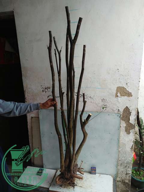 IMG20170105114815.jpg