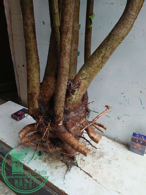 IMG20170105114824.jpg