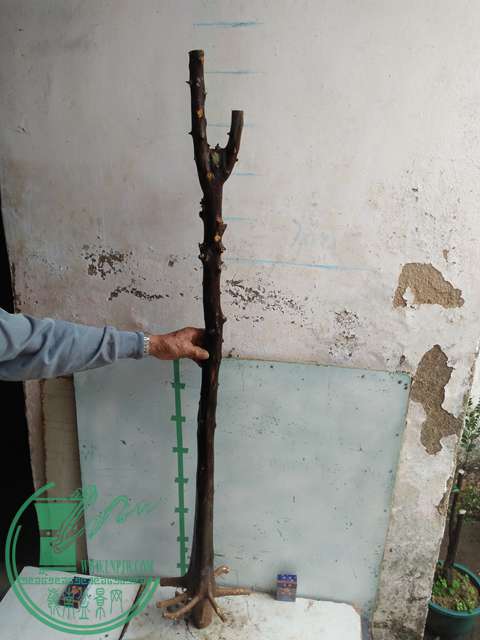 IMG20170105114854.jpg