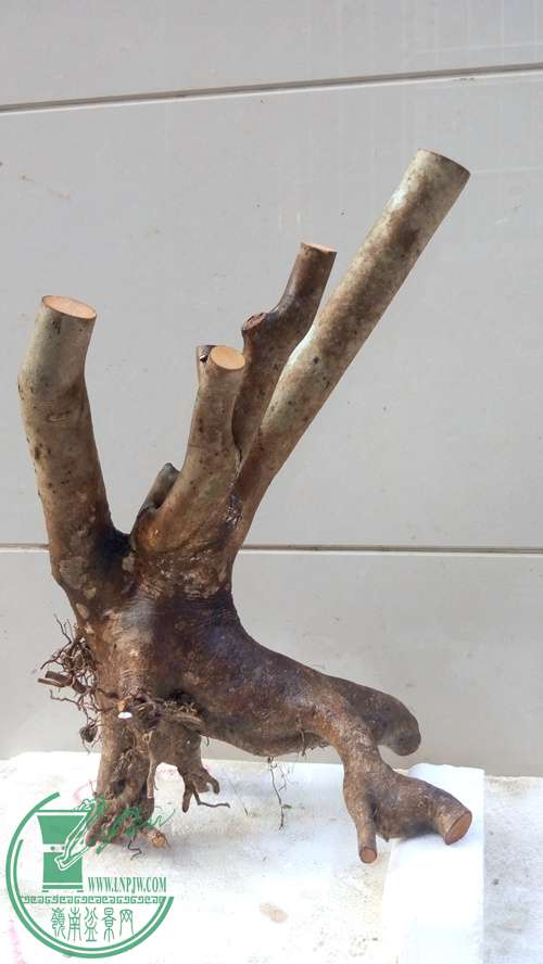 P70105-170034_.jpg