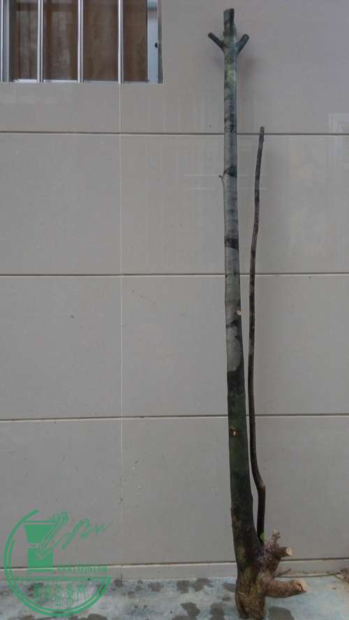 P70106-174045_.jpg