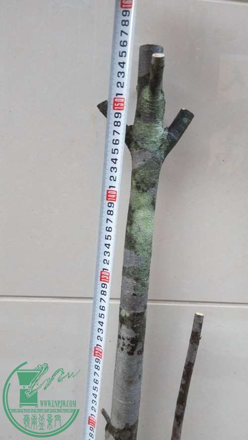 P70106-174137_.jpg