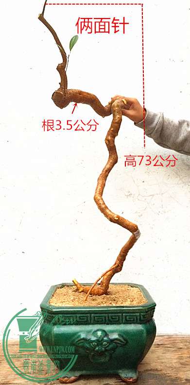 12_1.jpg