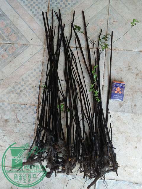 IMG20170106114909.jpg