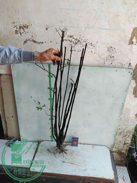 IMG20170106115906.jpg