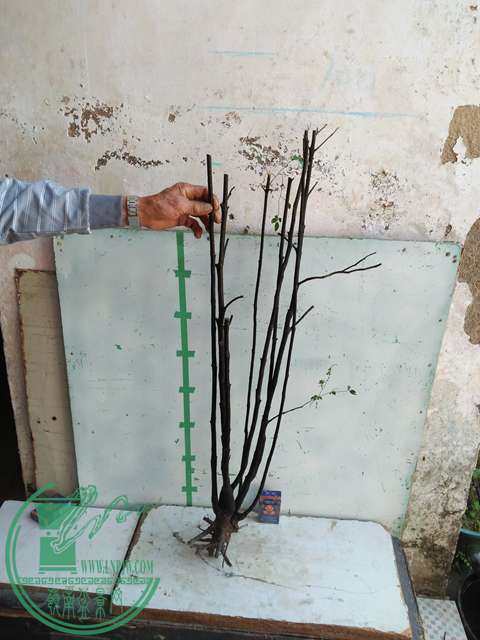 IMG20170106115927.jpg