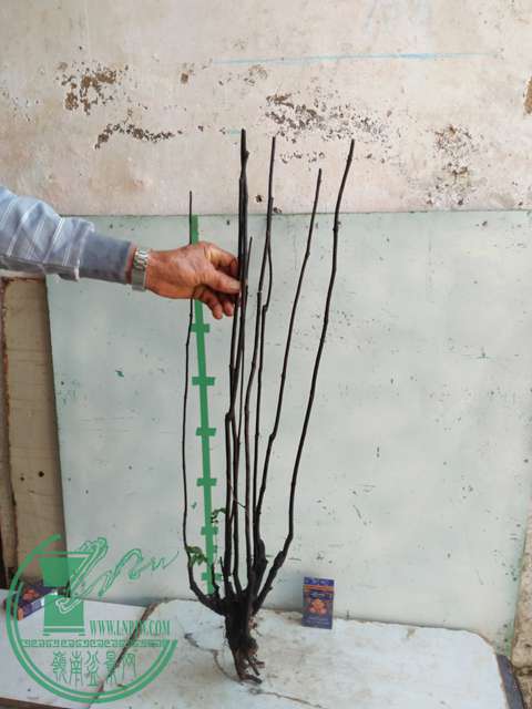 IMG20170106115951.jpg
