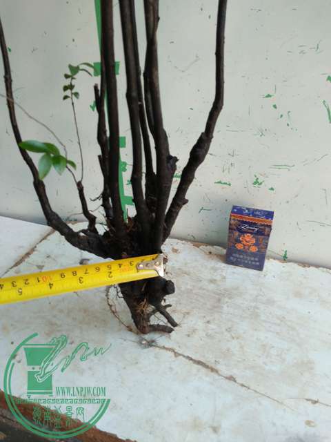IMG20170106115956.jpg