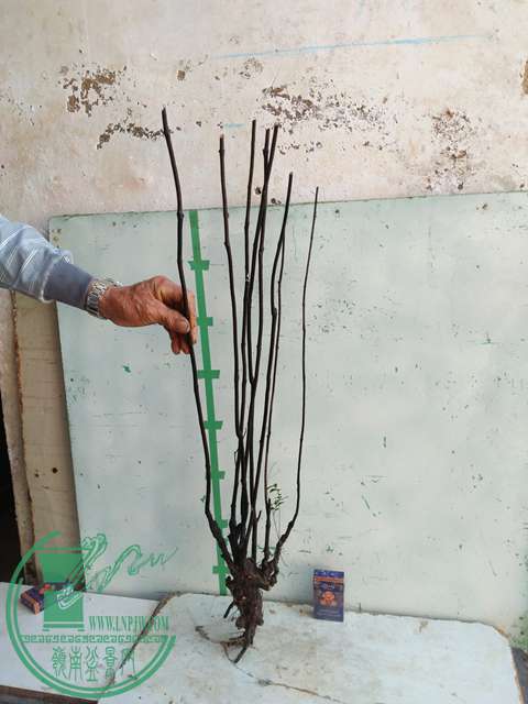 IMG20170106120001.jpg