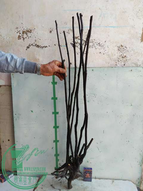 IMG20170106120054.jpg