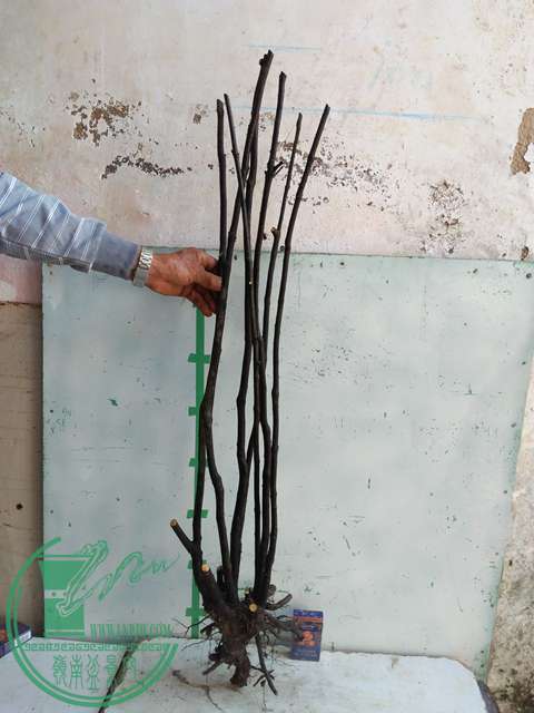 IMG20170106120111.jpg