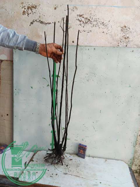 IMG20170106120417.jpg