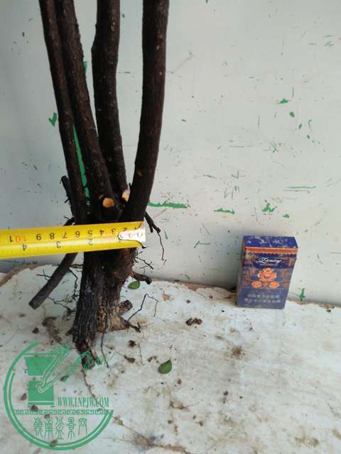IMG20170106121213.jpg