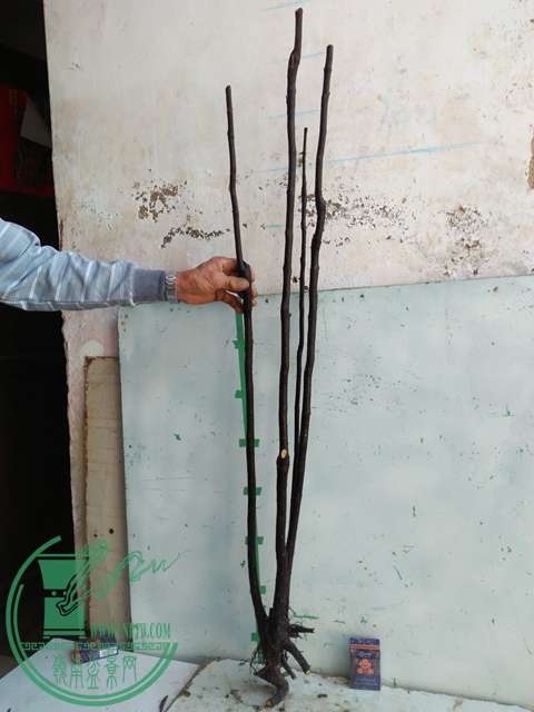 IMG20170106121225.jpg