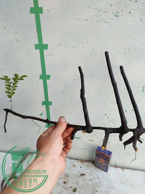 IMG20170106120609.jpg