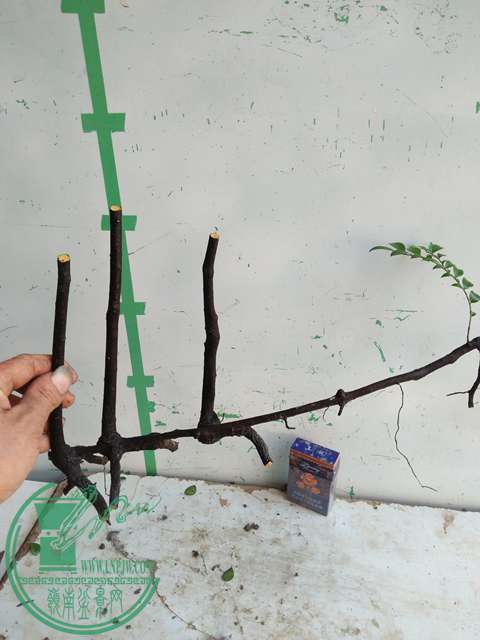 IMG20170106120622.jpg