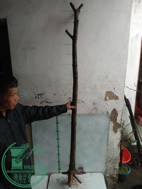 IMG20170109093536.jpg