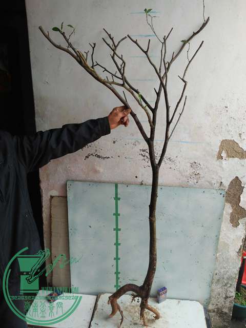 IMG20170109093658.jpg