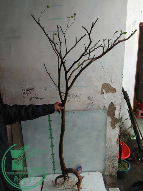 IMG20170109093718.jpg