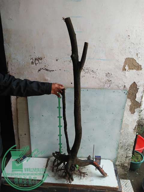 IMG20170109093859.jpg