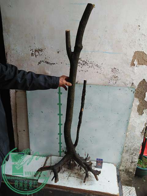 IMG20170109093920.jpg
