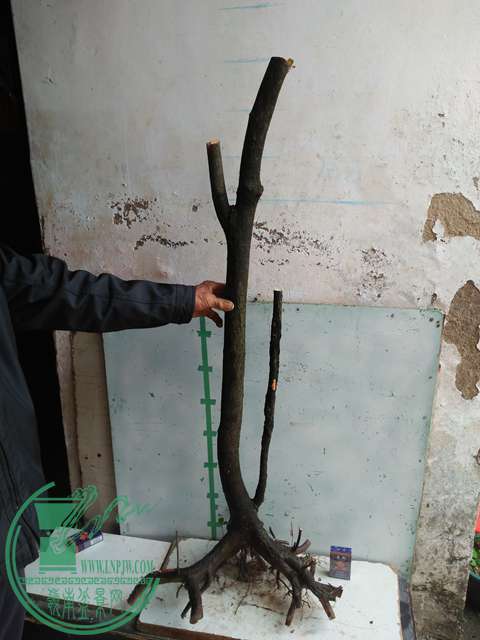 IMG20170109093927.jpg