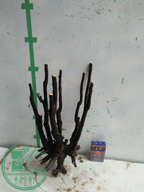 IMG20170109090434.jpg