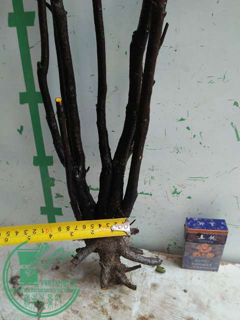 IMG20170109090524.jpg