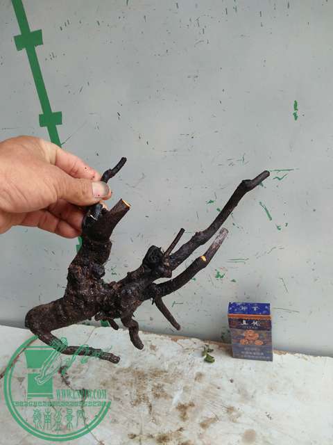 IMG20170109090638.jpg