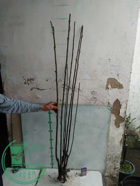IMG20170107123917.jpg