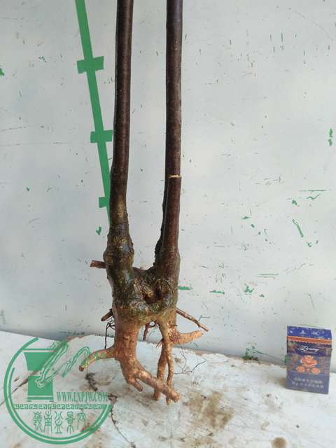 IMG20170108110001.jpg