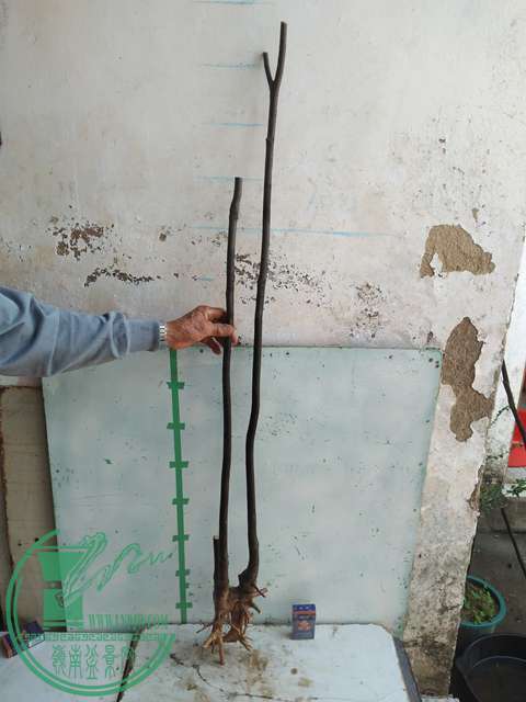 IMG20170108110009.jpg