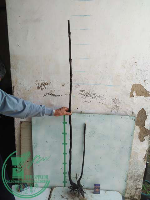 IMG20170108110031.jpg