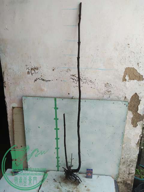 IMG20170108110056.jpg