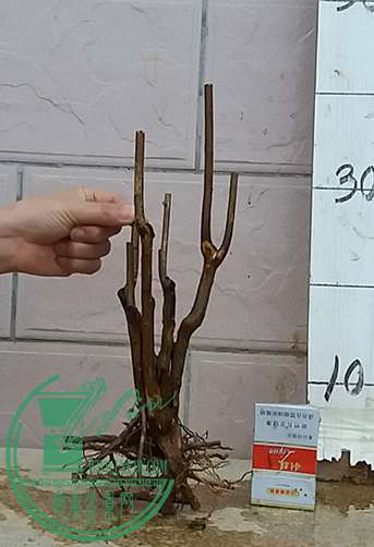 20170110_175541_mh1484047191018.jpg