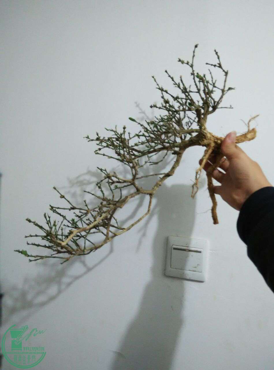 QQͼƬ20170111185401.jpg