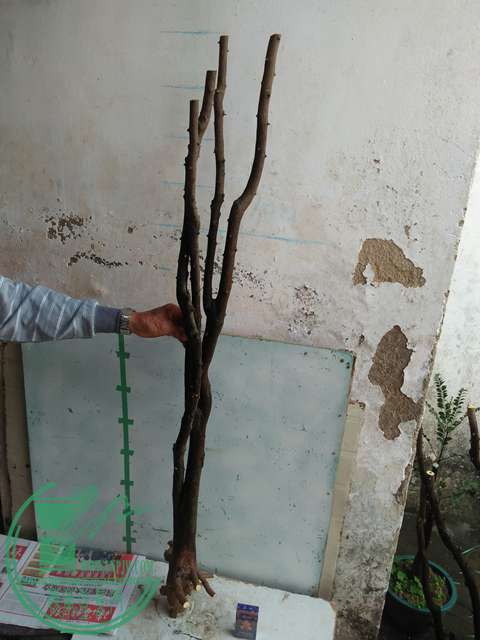 IMG20170111105714.jpg