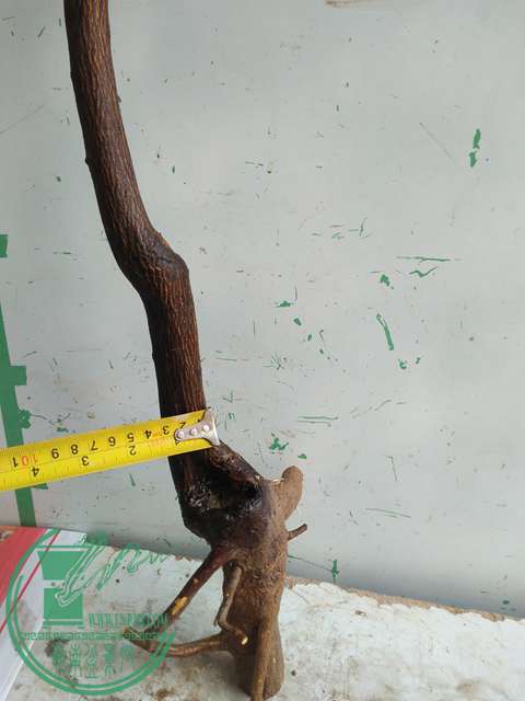 IMG20170111110105.jpg