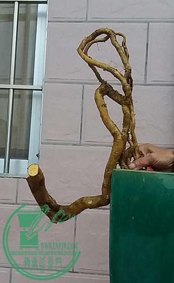 20170112_174603_mh1484221461678.jpg