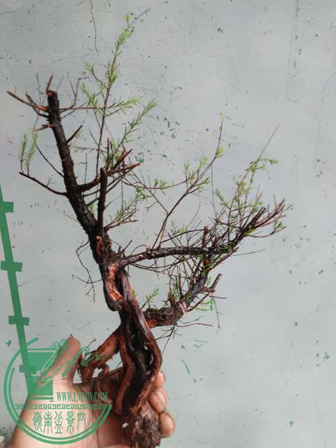 IMG20170112100901.jpg