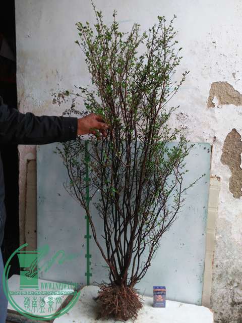 IMG20170112100727.jpg