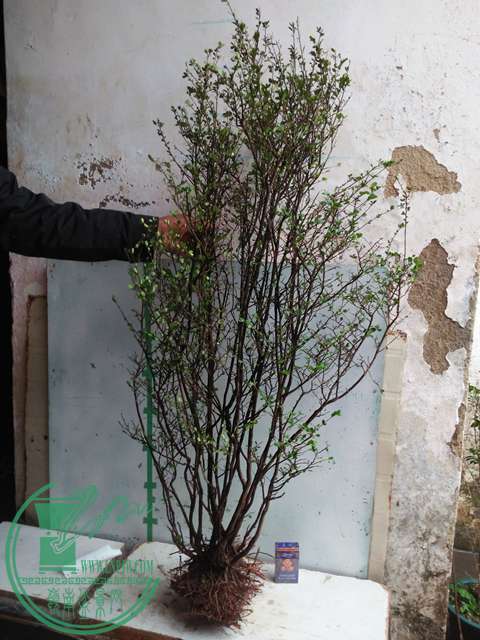 IMG20170112100746.jpg