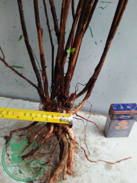 IMG20170112100825.jpg